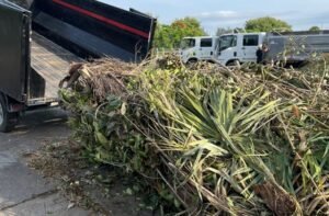 Gator Dumpster Rentals,Gator Junk removal,Palm Beach County, Vegetation removal,yard waste removal service